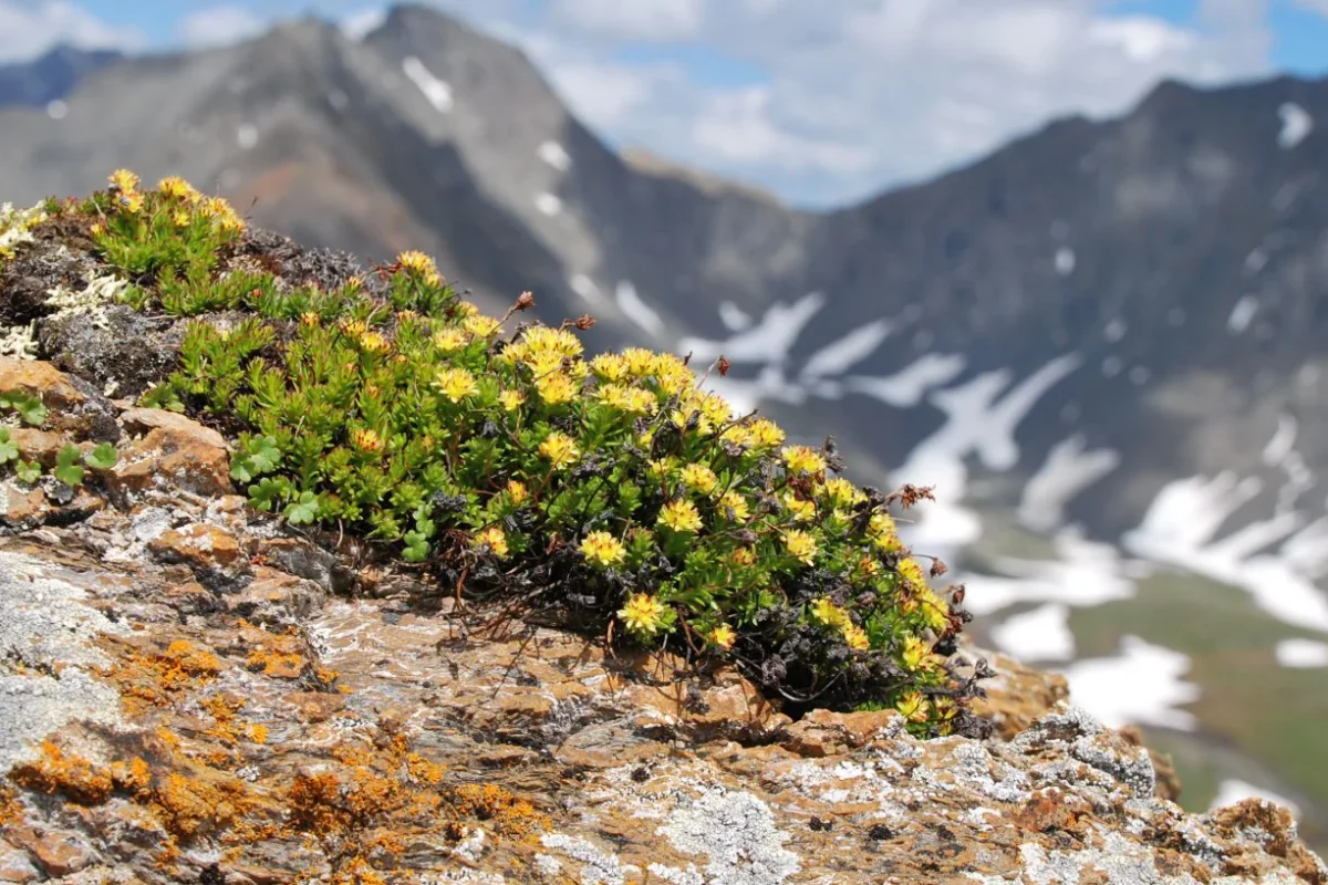 Héritage et Bienfaits des plantes Alpines Suisses